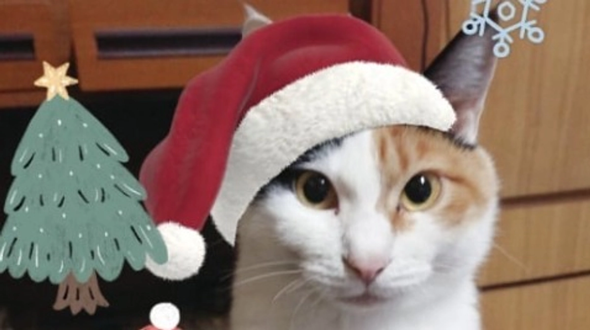 奥能登の豪雨が最後の希望を断ち切った