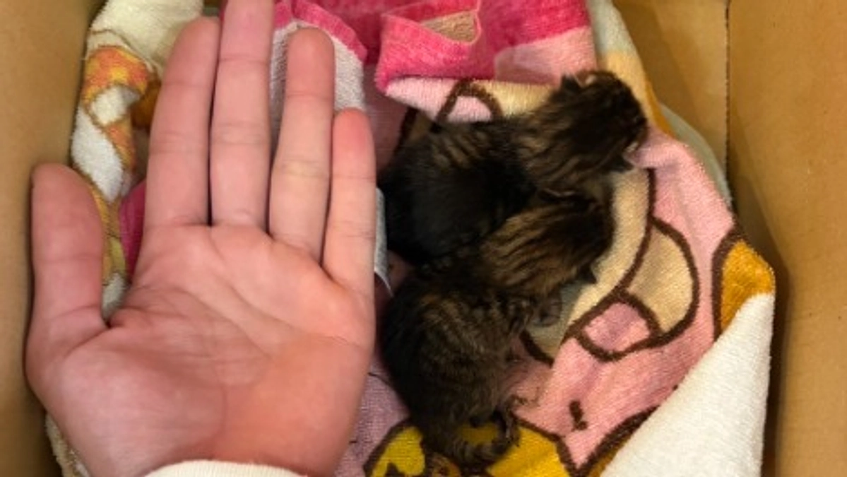 超未熟児で保護　   たきちゃん（キジトラ）＆みつは君（キジ白）のお話