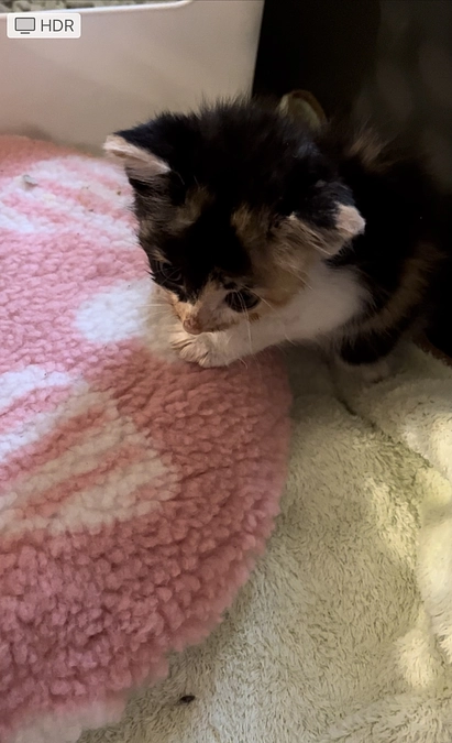 だいぶ元気になってきています