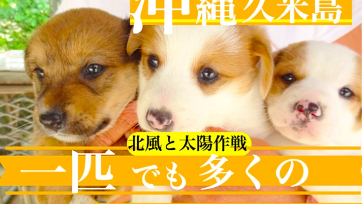 ” 北風と太陽作戦 ” 沖縄久米島のワンコに避妊の贈り物を!!