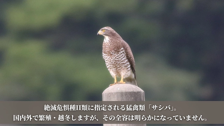 【第二弾】絶滅危惧種サシバの保全を皆の手で。渡りの全容解明への挑戦 2枚目