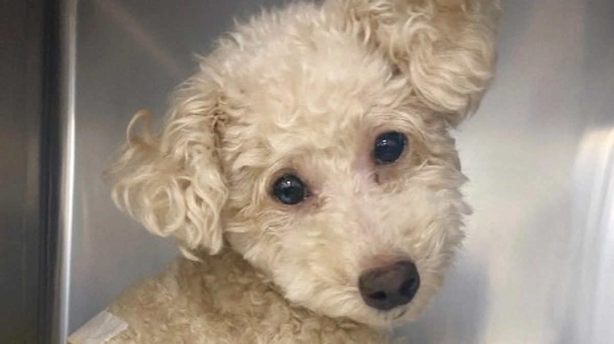 術後翌日。面会とお話を伺ってきました