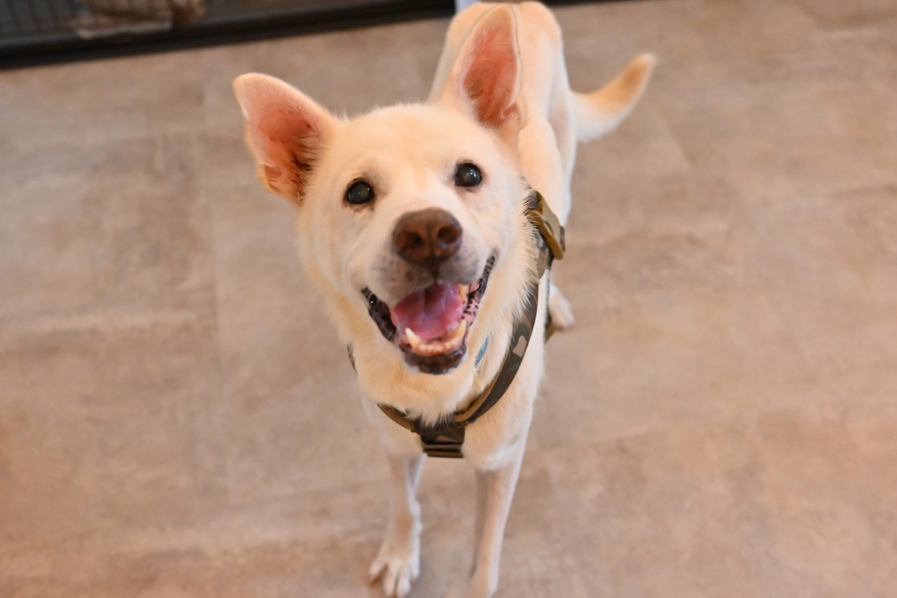 【保護犬紹介】穏やかで落ち着いた性格の男の子！