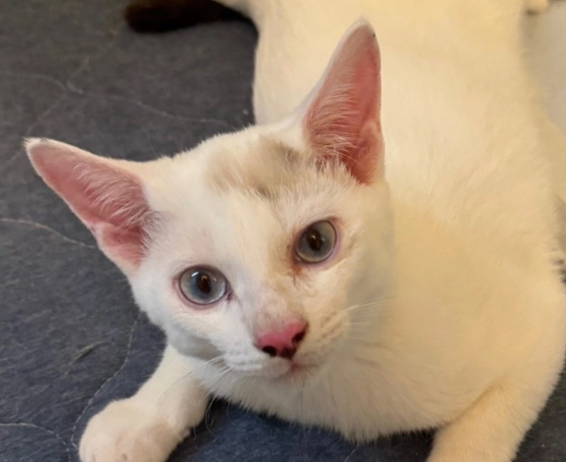 プロジェクト達成のお礼