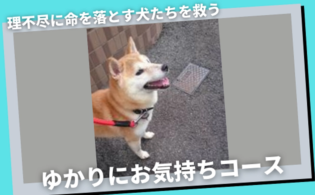 理不尽に命を落とす犬たちを救うご支援プラン　ゆかりにお気持ちコース
