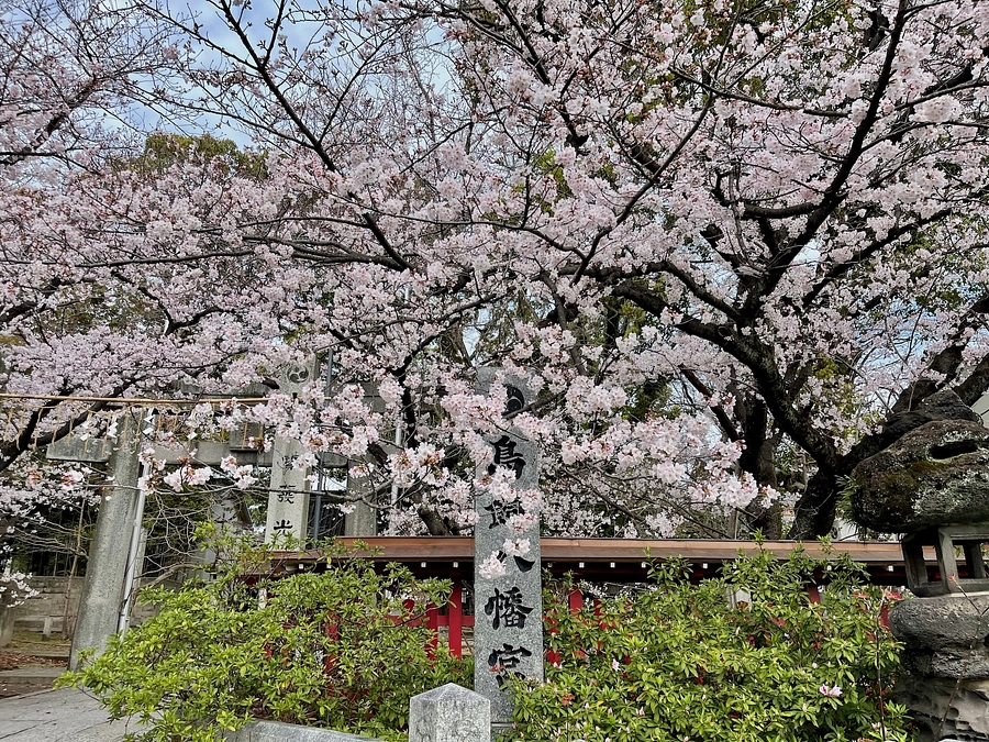 豪雨の表参道でした。