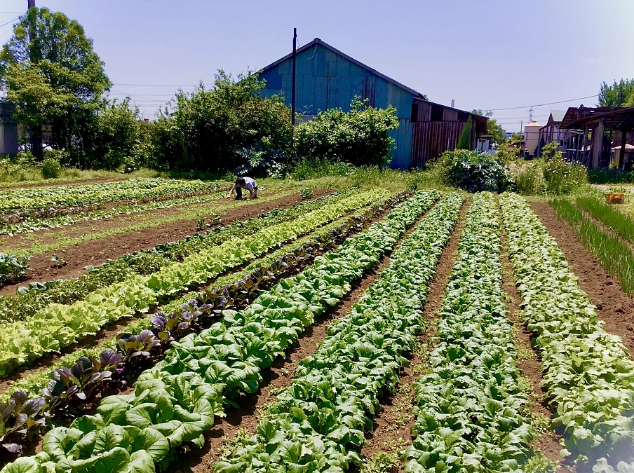 タンジョウ農場＋タンジョウファームキッチン ささやかな 循環農業体験 2025