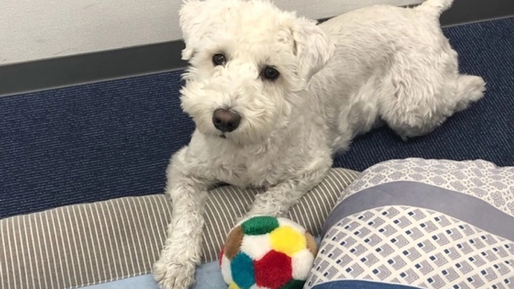 【障がい者×保護犬】お互いに癒やし合える、グループホームを。