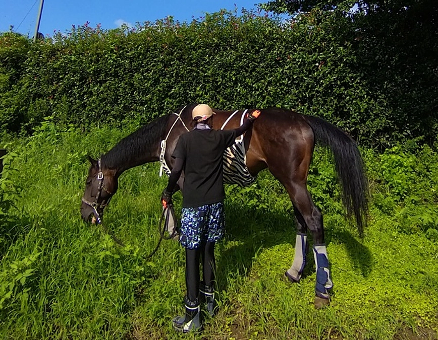 アオちゃんの屈腱炎の話。