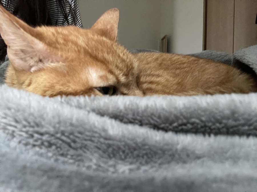 毎週土曜日は検査の日　🐯