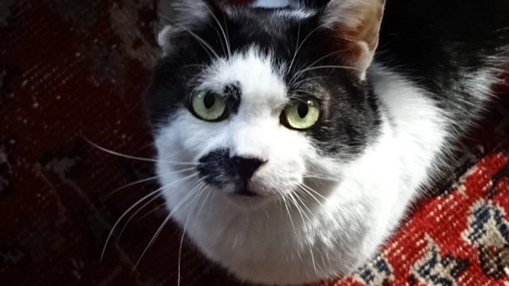 難治性疾患にかかっているふうちゃんに治療費のご支援をお願いします！