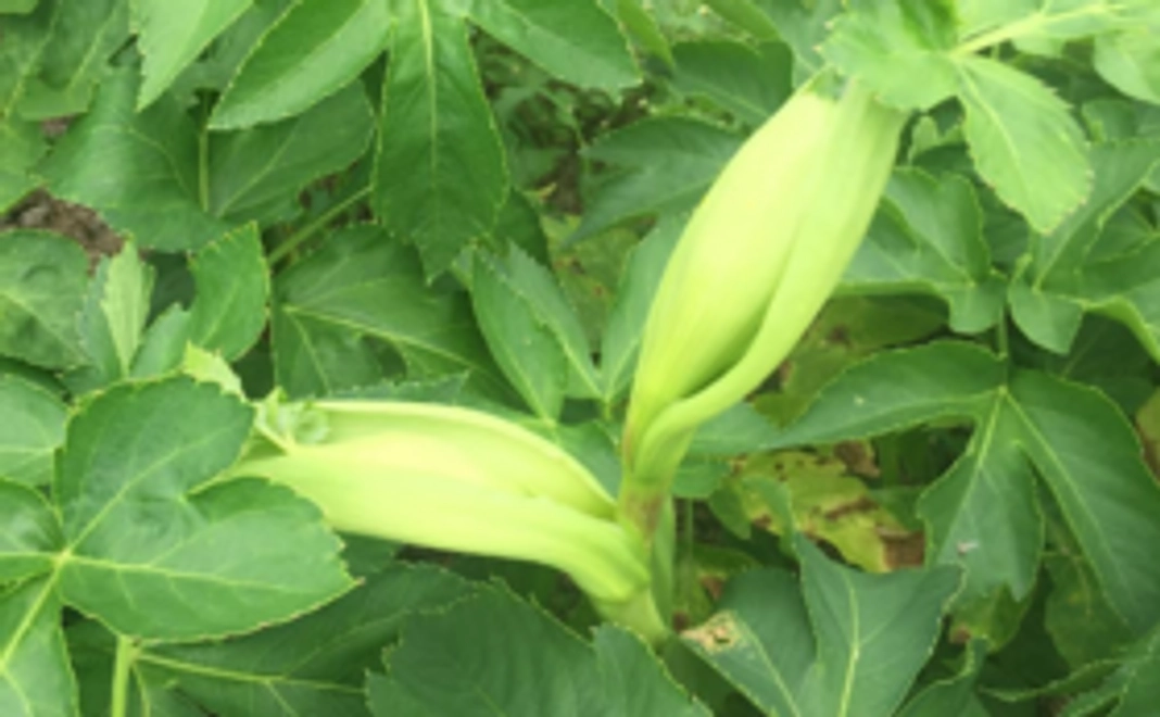 【お手軽お楽しみコース】明日葉の生葉 ＆粉末をお送りします！