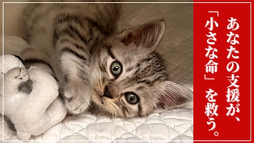行き場のない猫たちに幸せな明日を届けたい。保護猫たちの医療費支援を のトップ画像