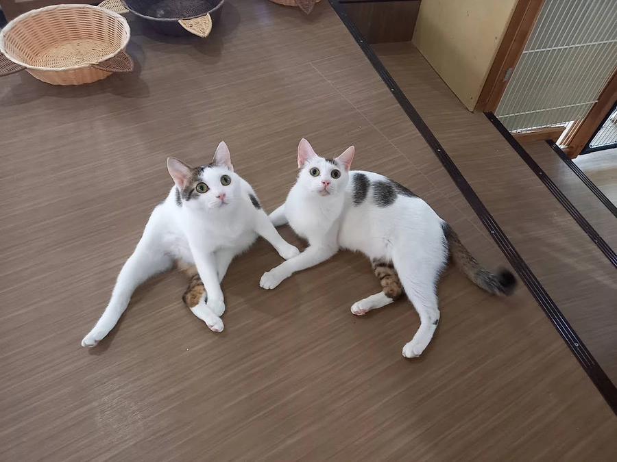 第二目標達成と最終ゴールに向けて