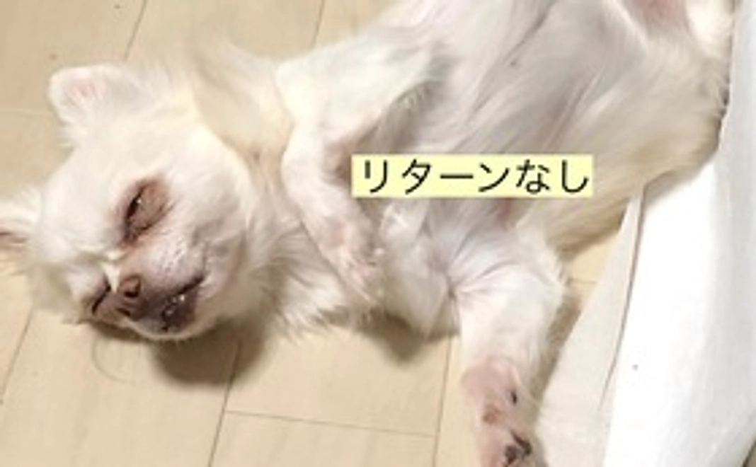 ゆずさん応援コース1(リターン不要の方)