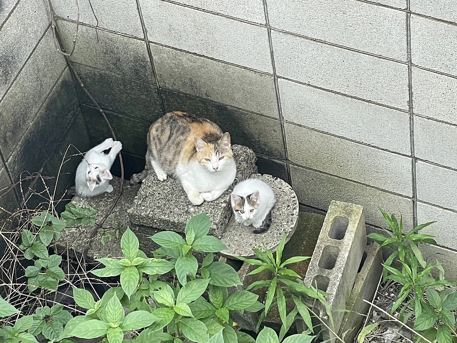 千葉県で野良猫ちゃんの保護依頼が来ました。