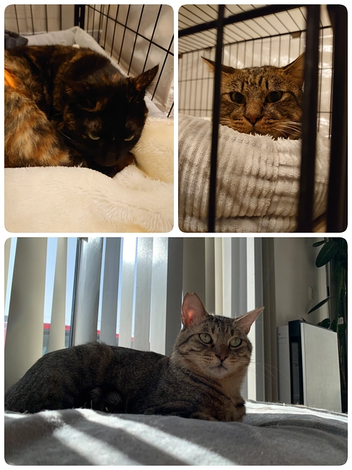 【凪君】【もみじ君】【くるみちゃん】の医療