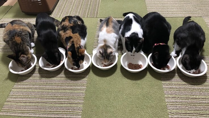 【保護猫カフェあんちゃん】開業前に猫達の居場所を！！