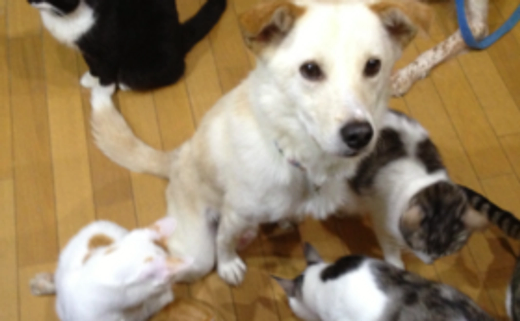 【動物たちの希望】応援コース