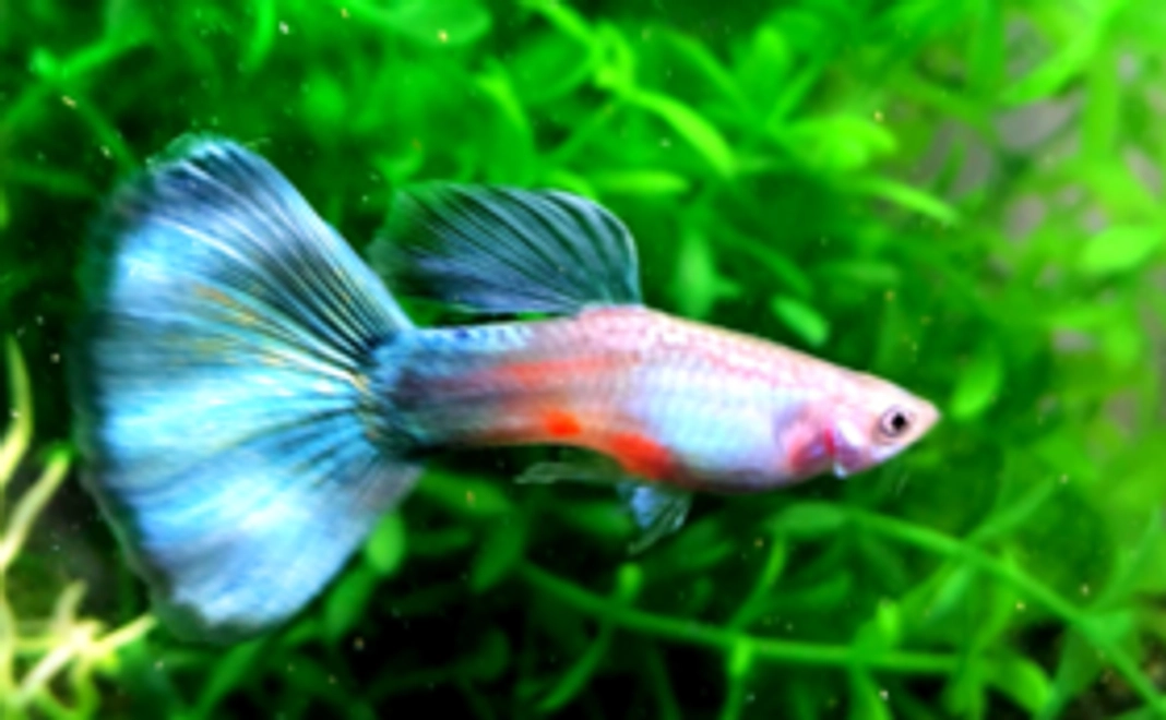 お礼の手紙・メール