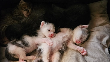 悲しい命をつくらないため　守り続けていきたい　明るい未来を… のトップ画像