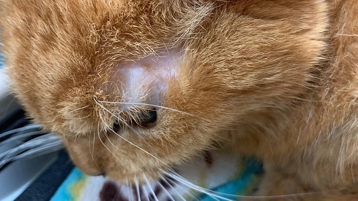 猫ちゃんを助けて下さい。