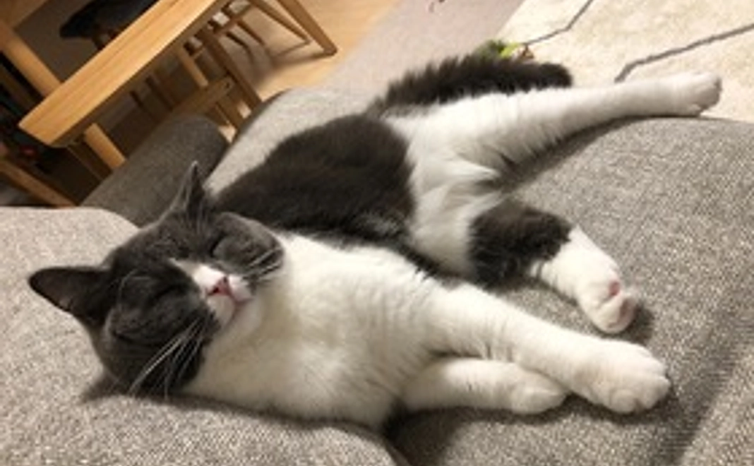 ルナちゃんがんばれコース