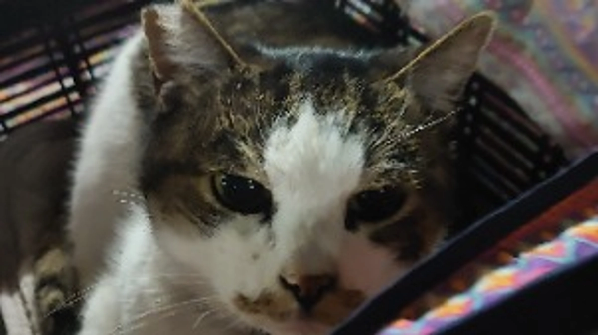 今朝のリリィ。