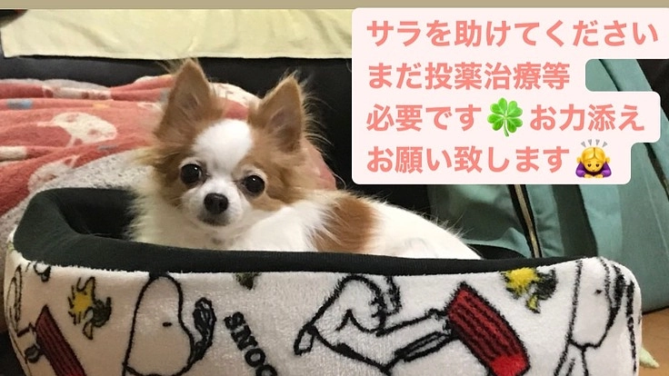 愛犬の「僧帽弁閉鎖不全症」の手術治療費のご支援をお願い致します