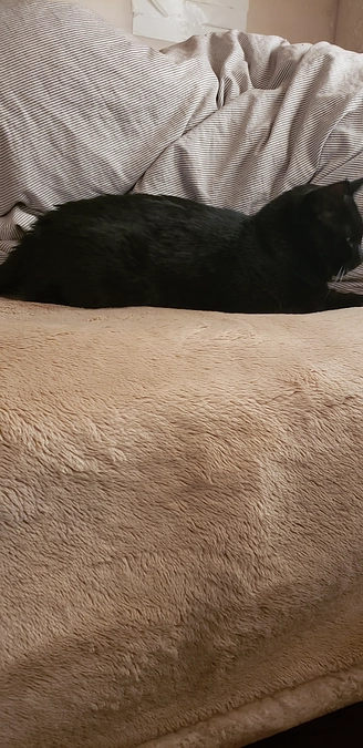 今日のコウは食欲が全くありません。達成率58％残り5日