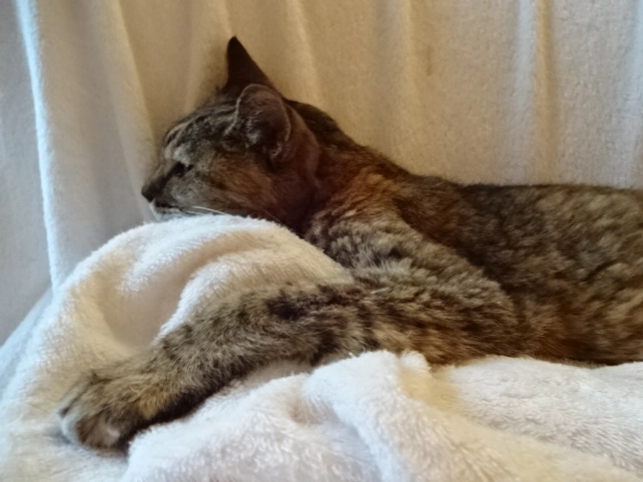 diary Vol.70　しまちゃん日誌。