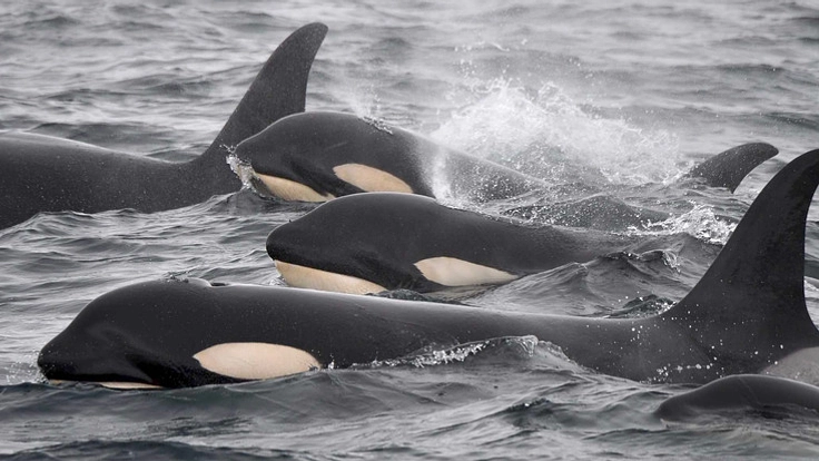 シャチとヒトが共に生きる未来のために。知床・釧路の調査を拡充