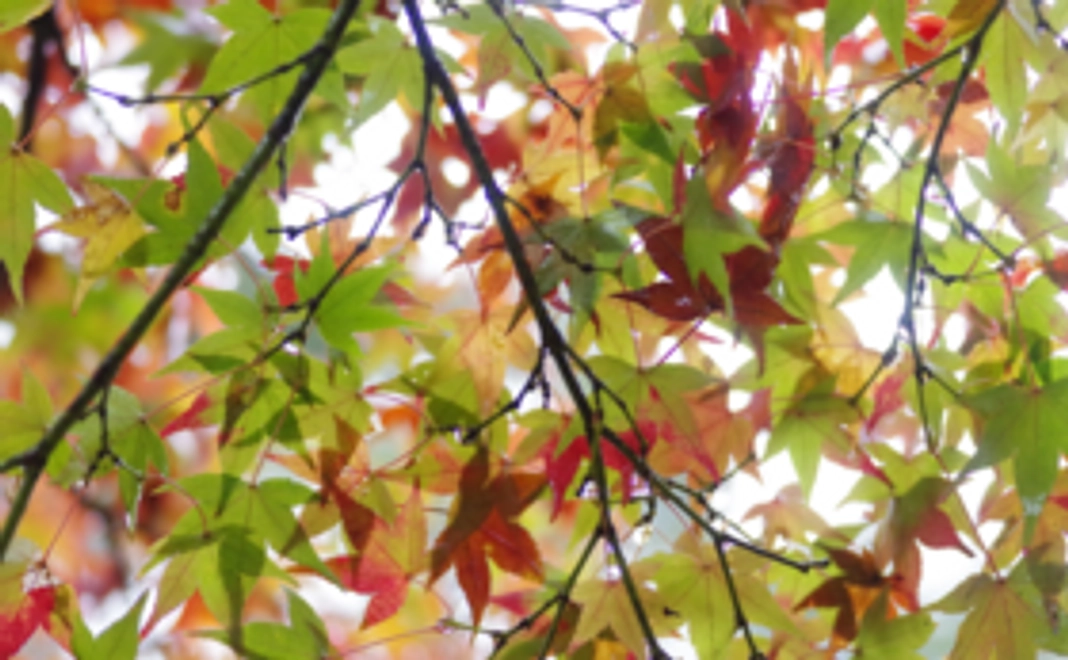 3000円　感謝の気持ち重視コース