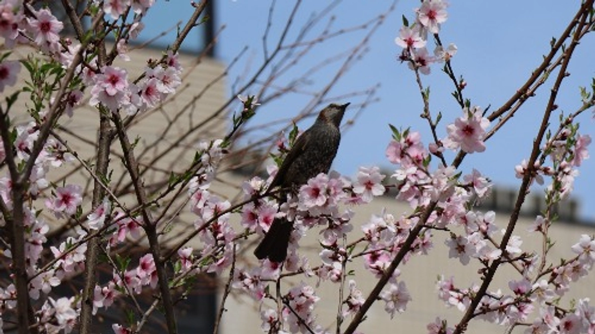 今後の予定のお知らせ
