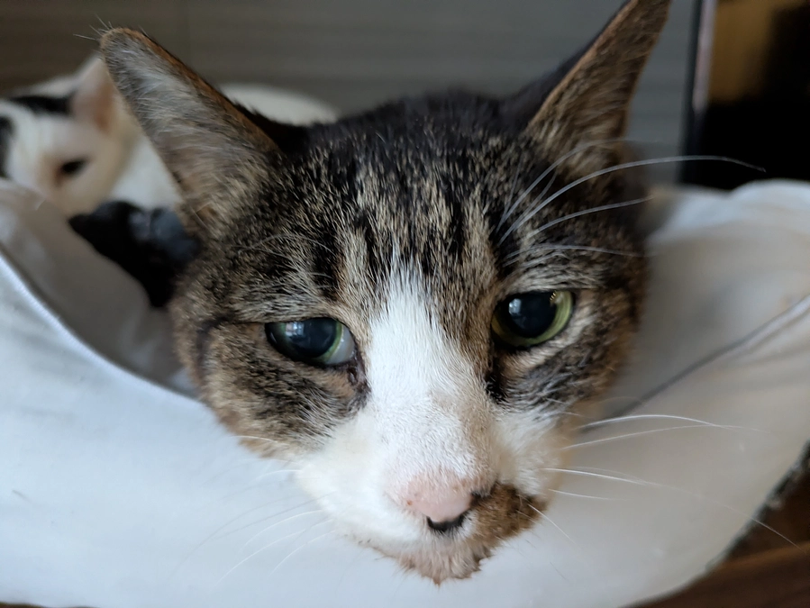 ［もなか君］の口内炎