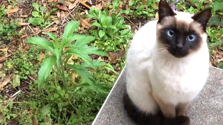 顎を骨折したさくら猫の手術費用を集めたい