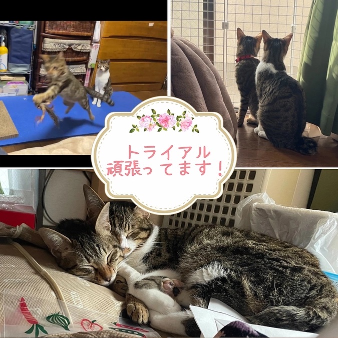 ずっとの家族となるために・・・トライアル中の信玄くんと姫ちゃん