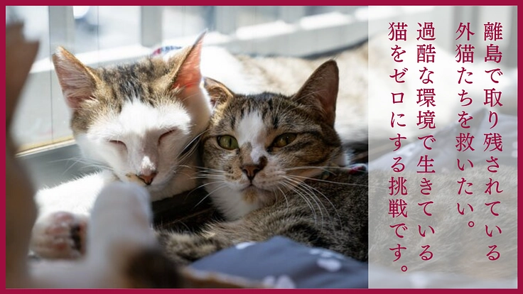 エイズが絶えない沖縄離島の猫を救う！保護猫カフェの新設にご支援を 2枚目