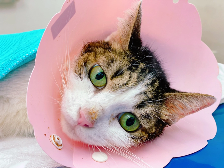 ★ マコがお星さまになりました