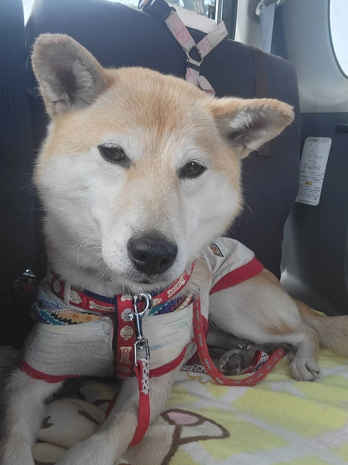 アリスちゃん。ニコニコです。