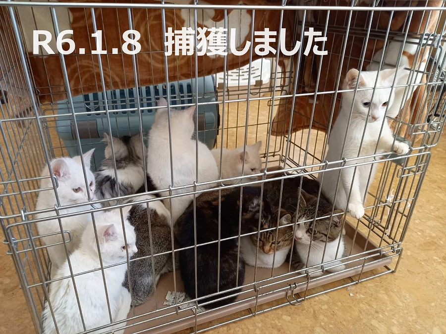 今年初の猫の捕獲