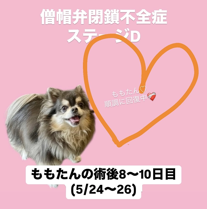 ももたんの術後8〜10日目(5/24〜26)