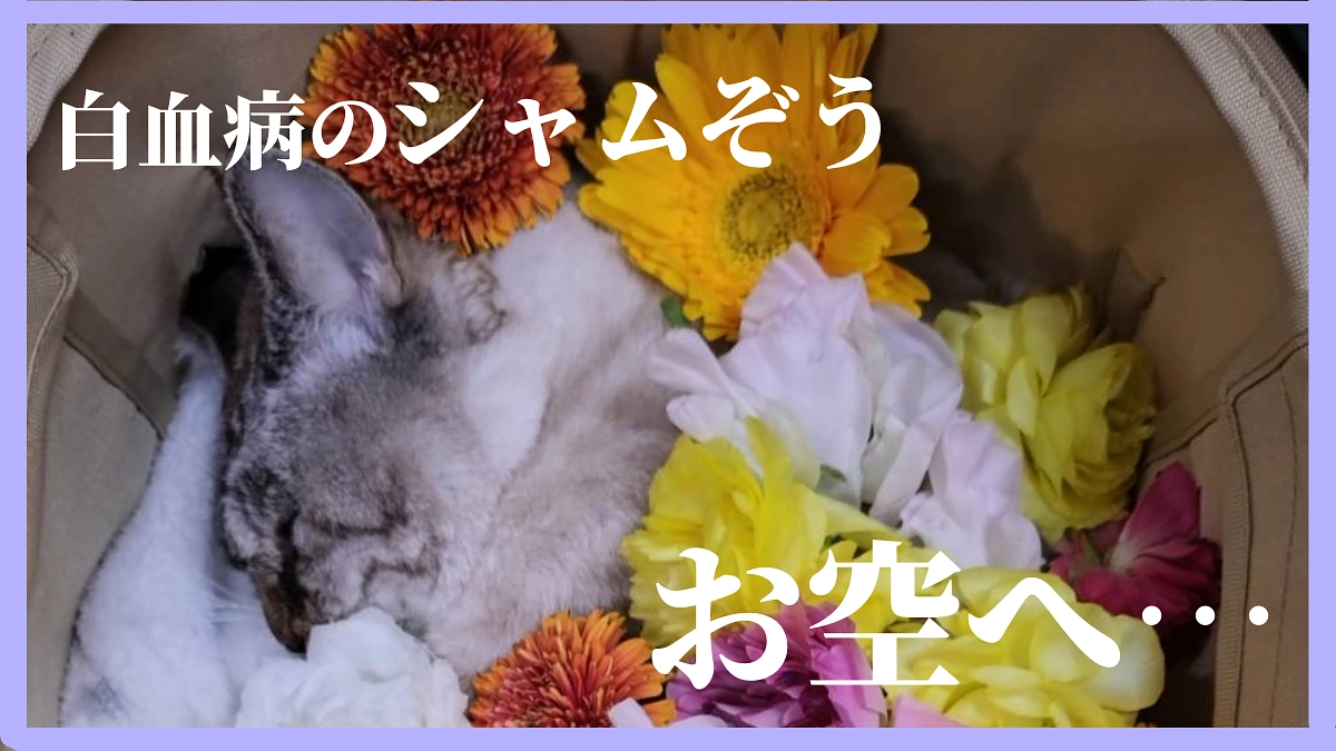 短命だとはわかっていても…