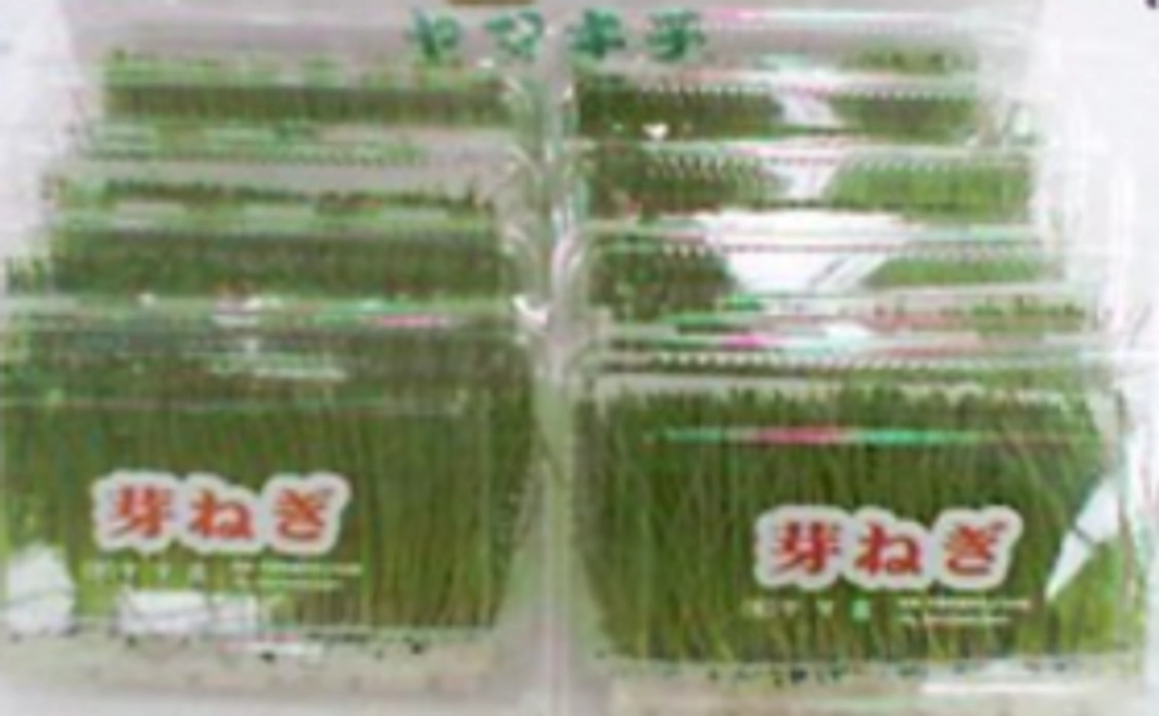 5000円の支援で芽ねぎ1ケース10パック2500円の商品