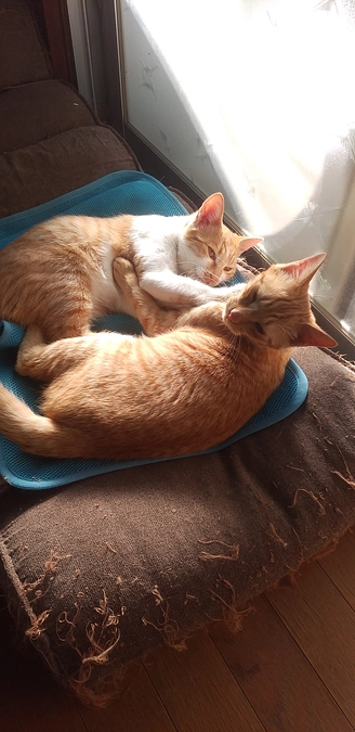 今日去勢、避妊手術残り3匹の手術予約してきました。