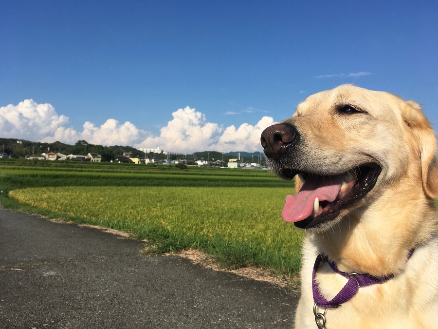 今年の挑戦について🦮