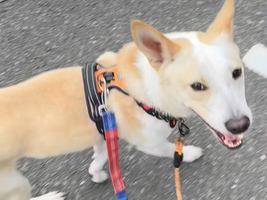 茅ヶ崎市長 佐藤光様からの応援メッセージ