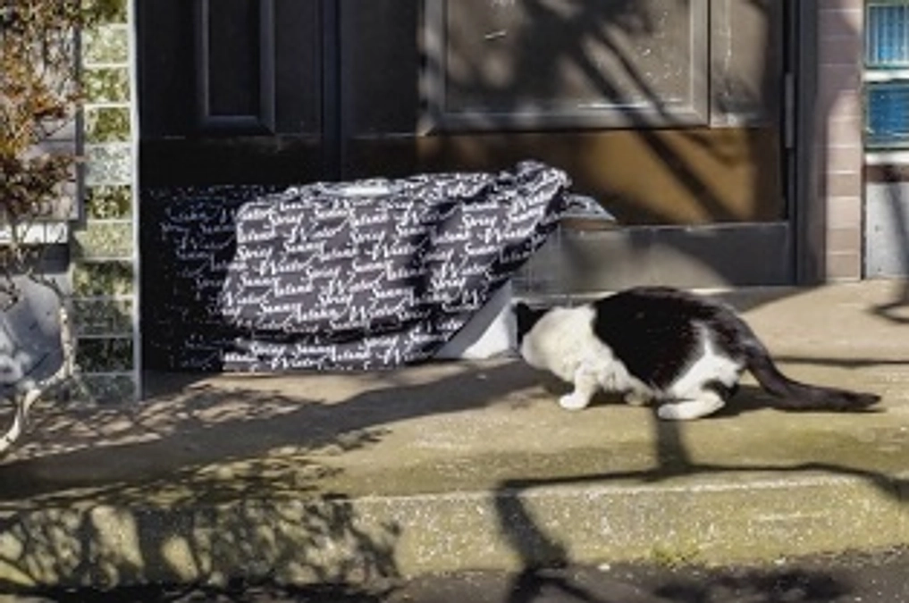 函館市が地域猫の去勢不妊手術費助成制度を開始