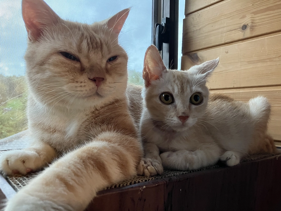 残り19日！ナンシー＆まる君とみんなの物語！