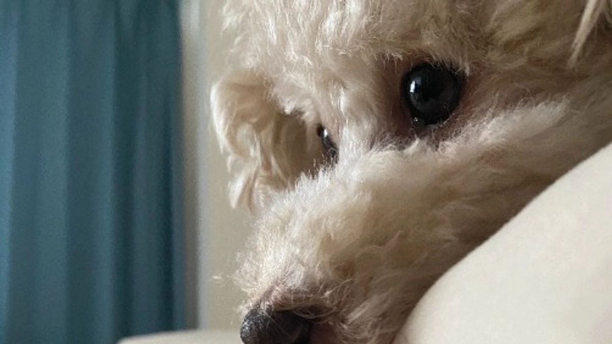 【残り1日】ここまでの歩みと、最後の願い